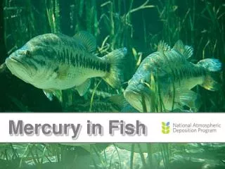 Mercury in Fish