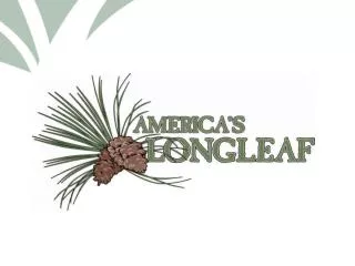 BRIEF HISTORY OF LONGLEAF PINE