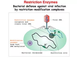 Restriction Enzymes