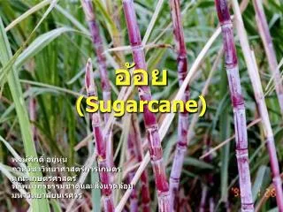 sugarcane