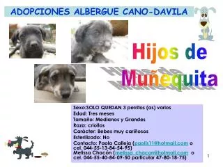 ADOPCIONES ALBERGUE CANO-DAVILA