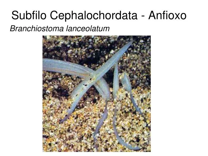 subfilo cephalochordata anfioxo