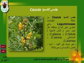 جنس كاسيا Cassia