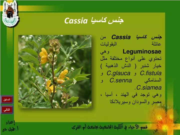 cassia