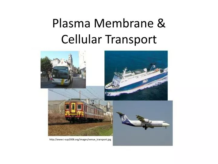 plasma membrane cellular transport