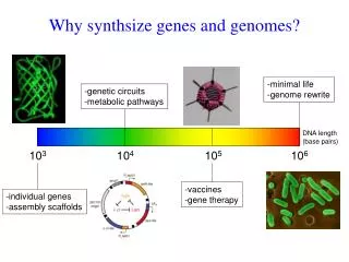 Why synthsize genes and genomes?