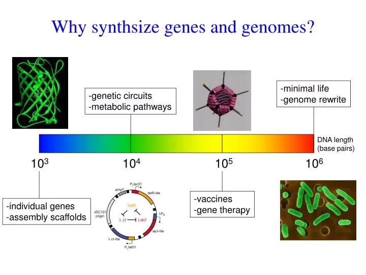 why synthsize genes and genomes
