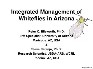 Integrated Management of Whiteflies in Arizona