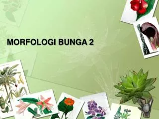 MORFOLOGI BUNGA 2