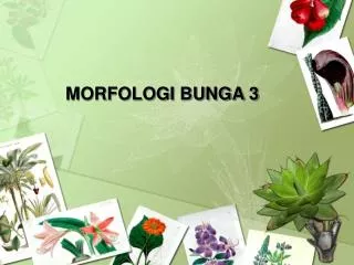 MORFOLOGI BUNGA 3