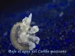 Bajo el agua del Caribe mexicano - slide 1
