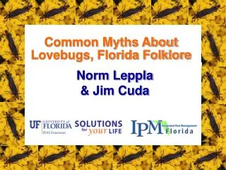 Common Myths About Lovebugs, Florida Folklore