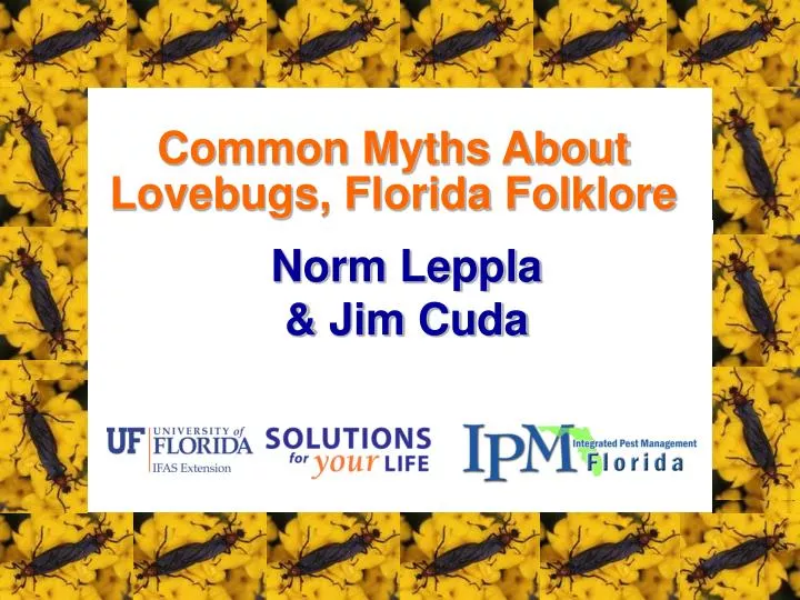 common myths about lovebugs florida folklore