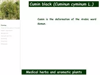 Medical herbs and aromatic plants