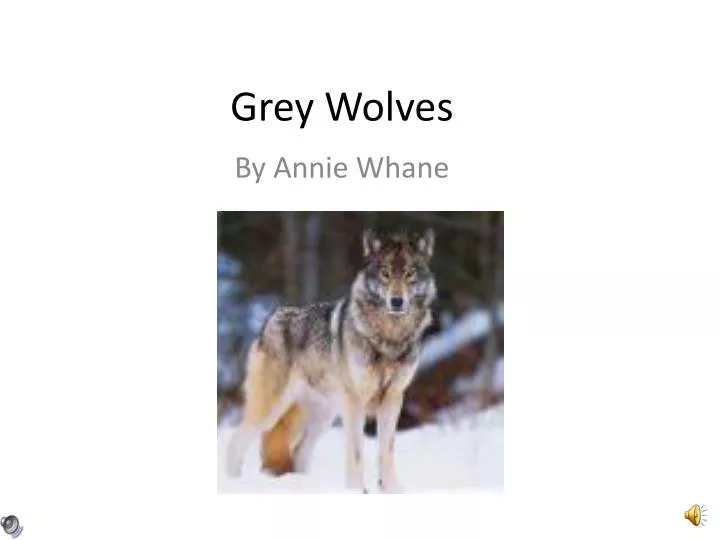 grey wolves
