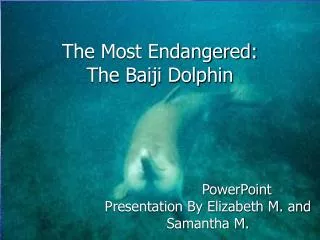 The Most Endangered: The Baiji Dolphin