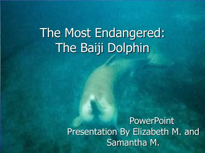 the most endangered the baiji dolphin