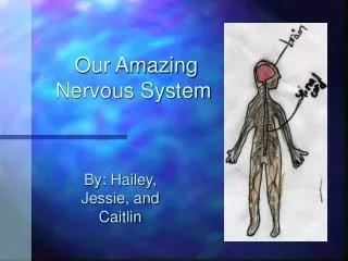 Our Amazing Nervous System