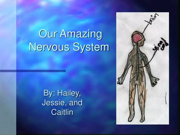 our amazing nervous system