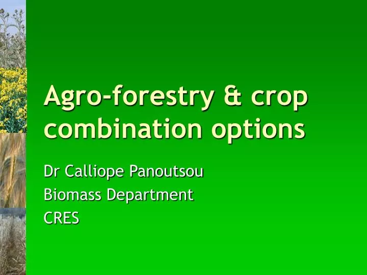 agro forestry crop combination options