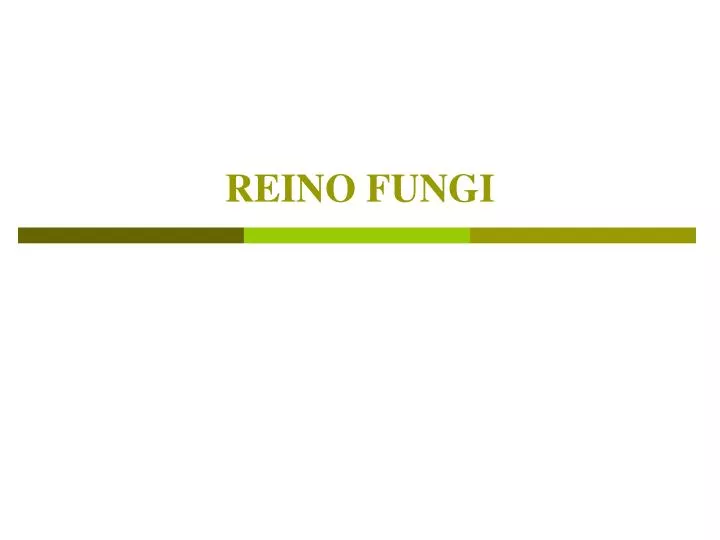 reino fungi