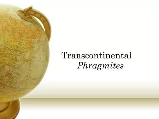 Transcontinental Phragmites