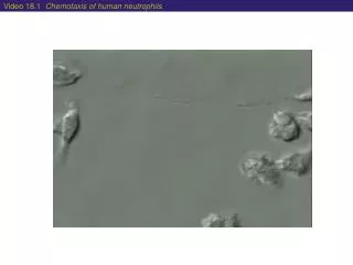 Video 18.1 Chemotaxis of human neutrophils