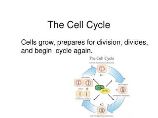the cell cycle