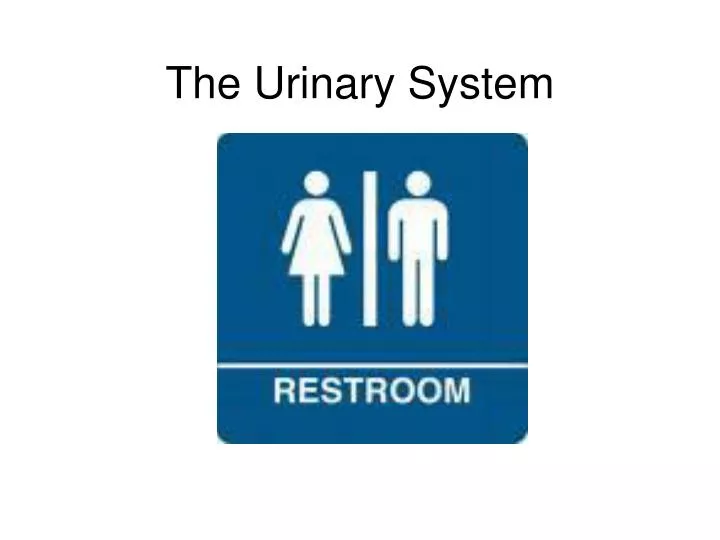 the urinary system