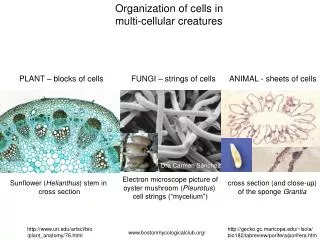 Organization of cells in multi-cellular creatures