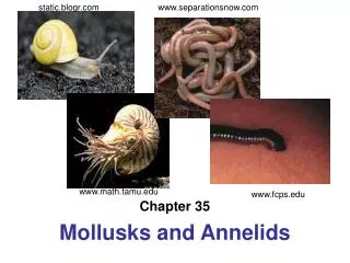 Chapter 35 Mollusks and Annelids