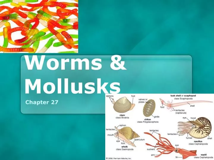 worms mollusks