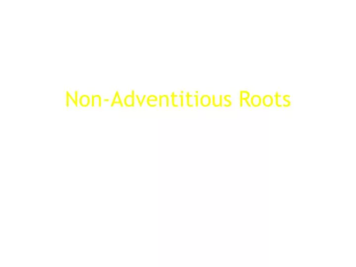non adventitious roots