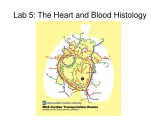 Lab 5: The Heart and Blood Histology