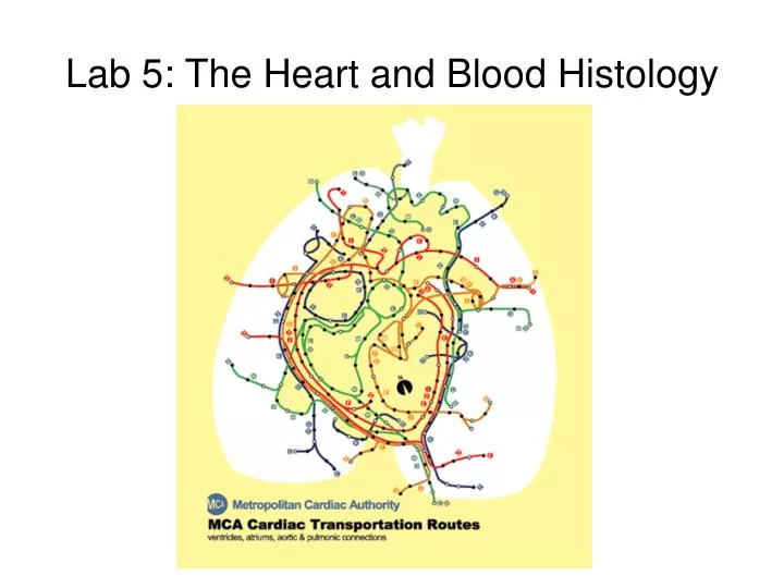 lab 5 the heart and blood histology