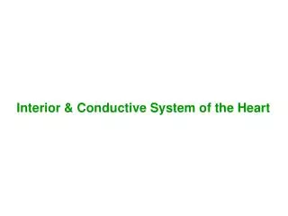 Interior &amp; Conductive System of the Heart