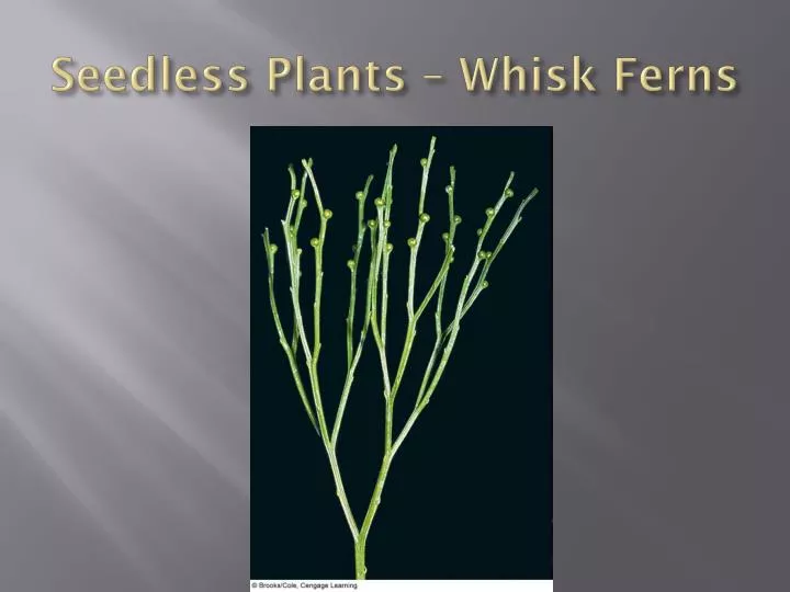 seedless plants whisk ferns