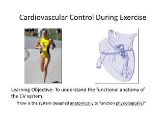 Cardiovascular Control During Exercise