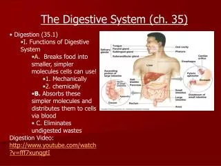 Digestion (35.1) I. Functions of Digestive System A. Breaks food into smaller, simpler molecules cells can use! 1. Mec