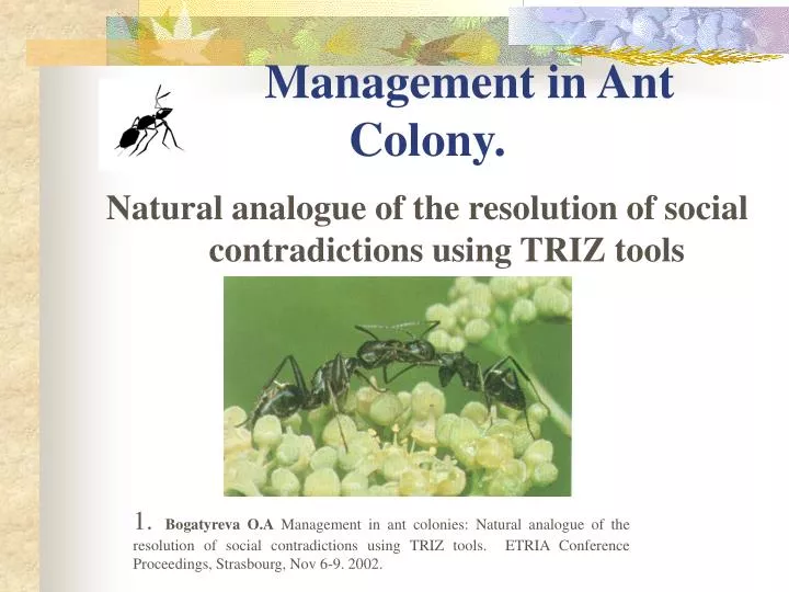 management in ant colony