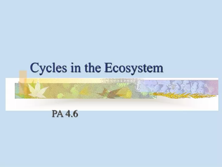 cycles in the ecosystem