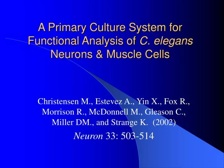 a primary culture system for functional analysis of c elegans neurons muscle cells