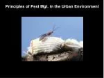 Integrated Pest Management in Urban Environments: Balancing Aesthetics and Economic Viability - slide 1