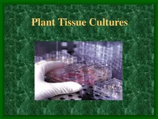 Plant Tissue Cultures