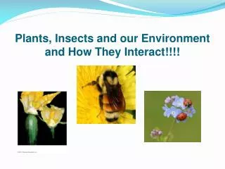 Plants, Insects and our Environment and How They Interact!!!!