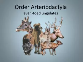 Order Arteriodactyla even-toed ungulates