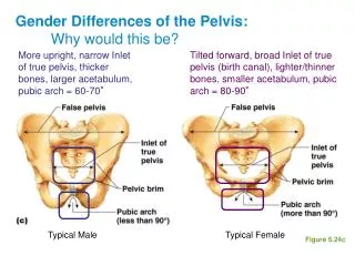 Gender Differences of the Pelvis: Why would this be?
