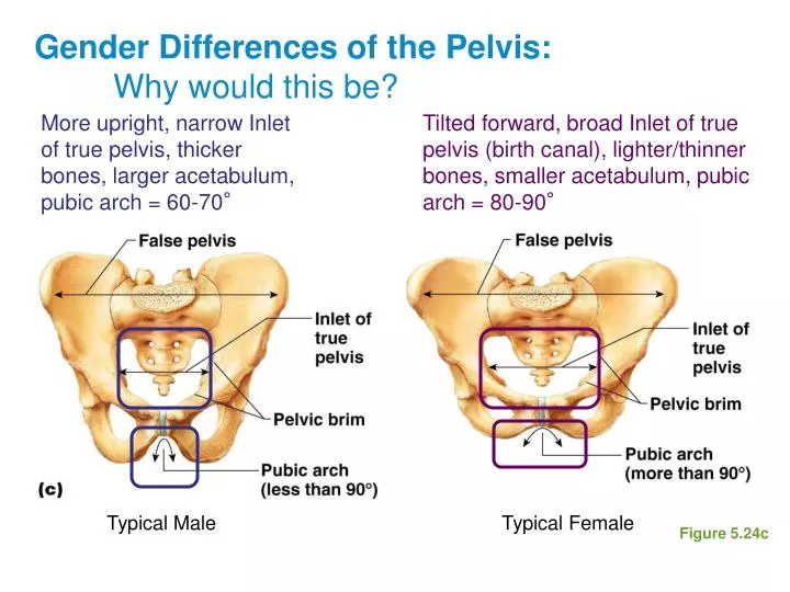 gender differences of the pelvis why would this be