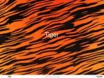Tiger - slide 1