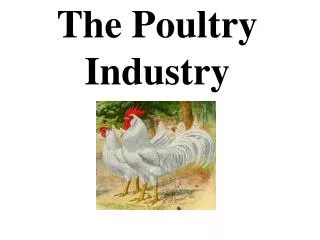 The Poultry Industry